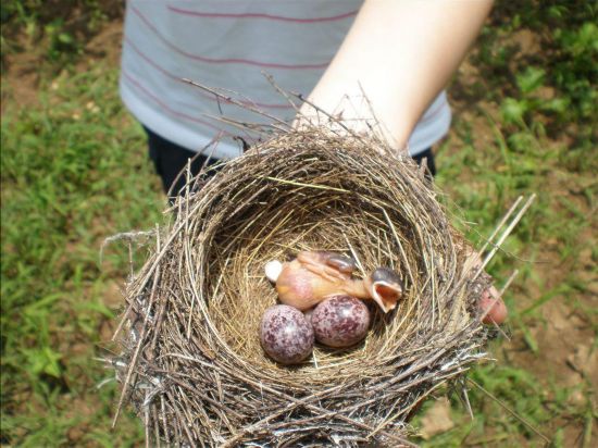 大学生掏鸟窝被判10年3