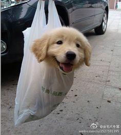 所以，以后这样可以坐火车吗？