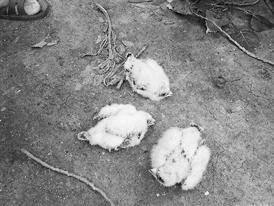 抓16只鸟获刑10年半”量刑重不重