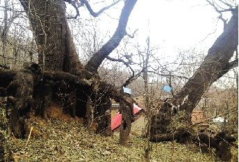 郑州现千年子母槐村民称项羽练兵时拴过马（图）