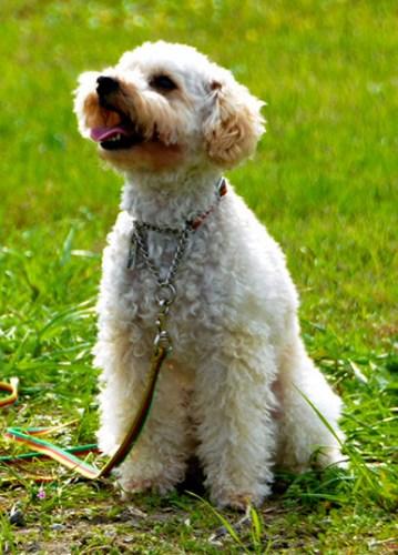 被选为明年特约警犬的贵宾犬Anzu。