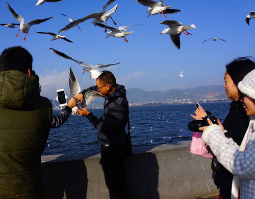 　　海鸥“冒死”营救小伙伴