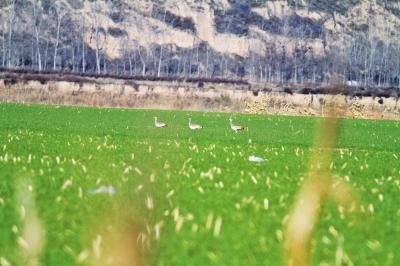 在黄河三门峡湿地发现的3只大鸨