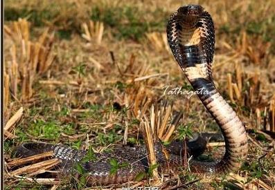 　上海路边现剧毒蛇