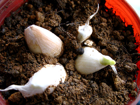 家家都能种的4种抗病植物？