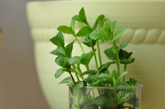 家家都能种的4种抗病植物？