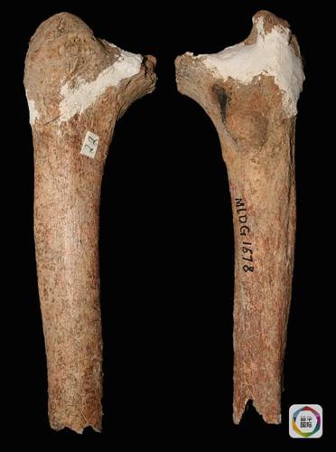 　在蒙自发现的马鹿洞人股骨化石