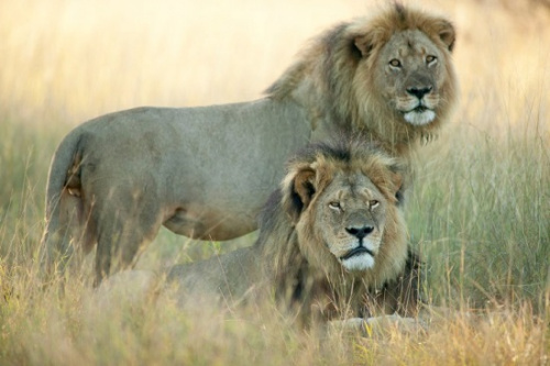 狮王“塞西尔”兄弟资料图。