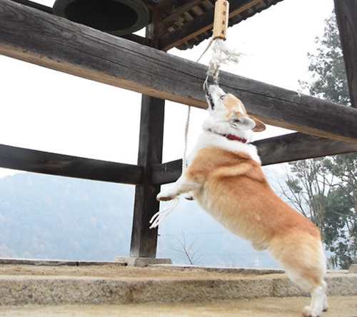 萌宠迎新年:日本“撞钟狗”走红 元气满满1 萌宠迎新年:日本“撞钟狗”走红 元气满满1