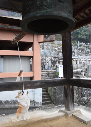 萌宠迎新年:日本“撞钟狗”走红 元气满满4 萌宠迎新年:日本“撞钟狗”走红 元气满满4