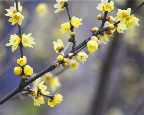 小寒常比大寒冷为何不索性叫大寒？（图）