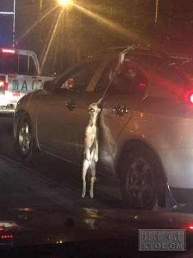 盘点虐待动物事件