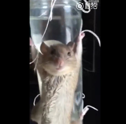 大妈做出惊人创举抓老鼠审问还有无同伙 小老鼠你怎么没逃掉？