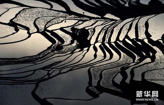 这是云南省红河州元阳县的哈尼梯田美景（1月12日摄）。