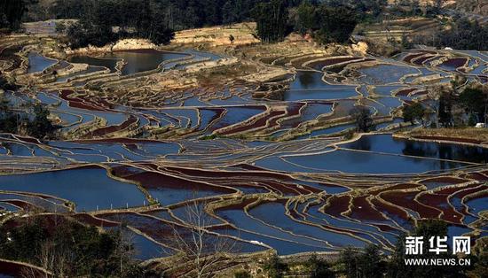 这是云南省红河州元阳县的哈尼梯田美景（1月11日摄）。