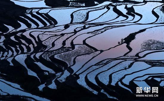 这是云南省红河州元阳县的哈尼梯田美景（1月12日摄）。
