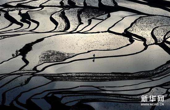 这是云南省红河州元阳县的哈尼梯田美景（1月12日摄）。