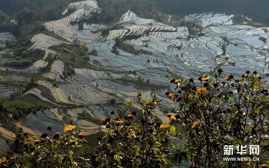 这是云南省红河州元阳县野花掩映下的哈尼梯田美景（1月11日摄）。