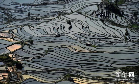 这是云南省红河州元阳县的哈尼梯田美景（1月11日摄）。