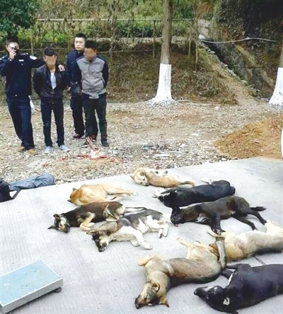 利益熏昏头脑!团伙毒镖杀狗卖给餐厅