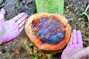 一棵黄花梨树被锯断，现场留下的树桩。