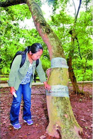 未被盗走的一棵已被锯伤。