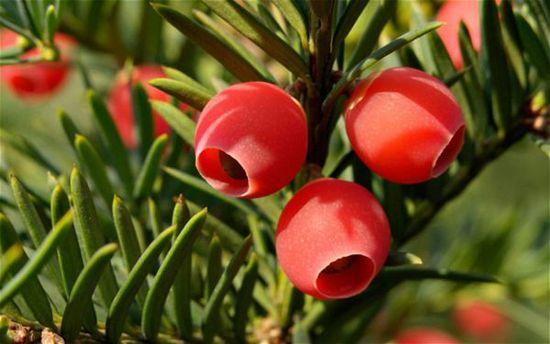 出门旅行必知的致命水果，别拿小命开玩笑~