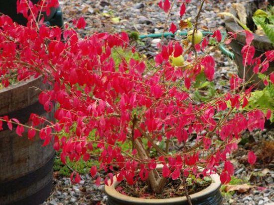 出门旅行必知的致命水果，别拿小命开玩笑~