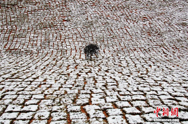寿宁县下起小雪，银装素裹惹人醉。 缪春 摄