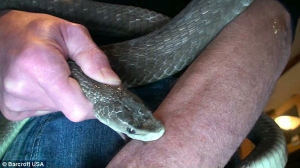 彻底跪了！美男子对蛇毒免疫以身试毒 16年被咬160次