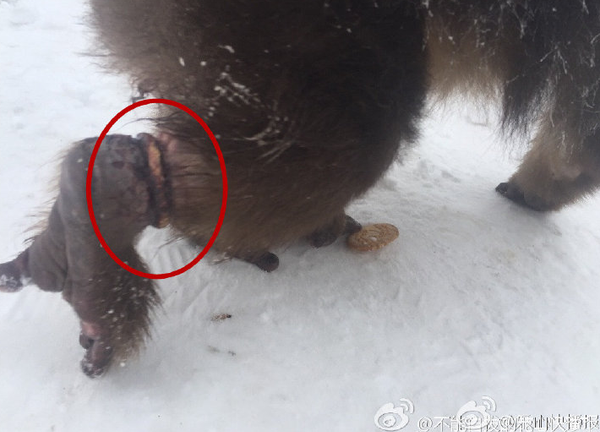 灵猴被伤脚求救