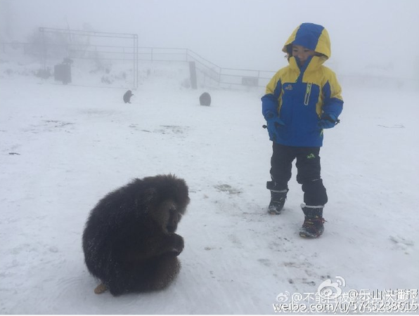 灵猴被伤脚求救2