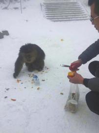 峨眉山回应猴子受伤:出三套方案救猴 给网友交代