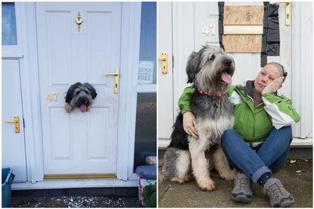 锁不住我！汪星人在家门上“打洞”主人哭笑不得