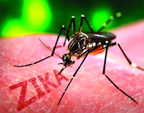 如何防止寨卡病毒扩散？