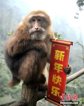 群猴闹春送新年祝福3
