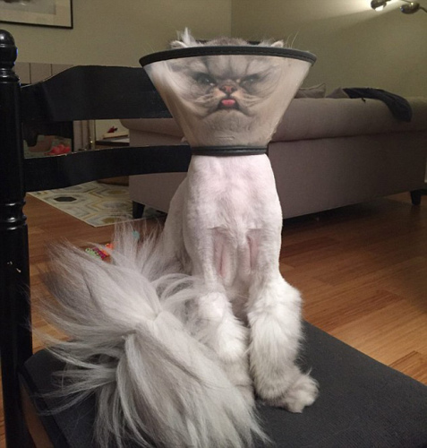 今天怎么不开心？“不爽猫”神表情再度来袭（图）