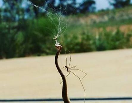 澳洲小蜘蛛大战2米长棕蛇将对方杀死