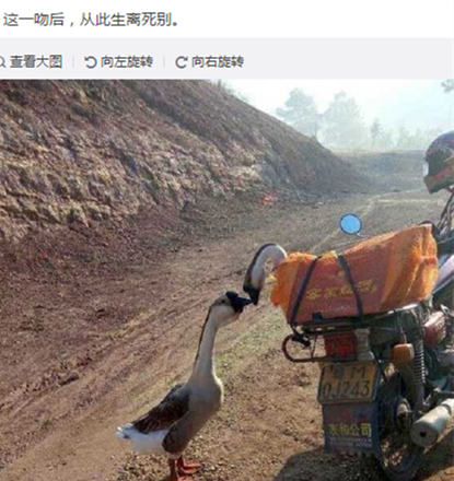 曲项向天歌 大鹅有何营养价值？