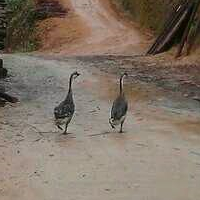 曲项向天歌 票圈俩大鹅有何营养价值？