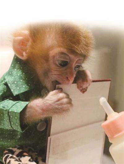 女子本命年想买只宠物猴 不料却被骗3000元 女子本命年想买只宠物猴 不料却被骗3000元