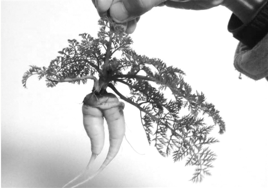 情人节后“情侣”胡萝卜秀恩爱求单身心理阴影面积