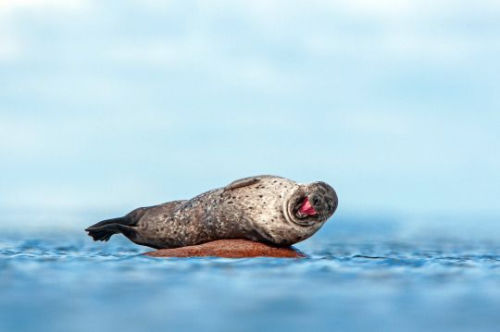 海豹似乎发现什么有趣的事情，在哈哈大笑。