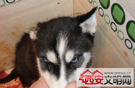 车主将狗挂车窗外致死令人发指 盘点那些轰动网络的虐狗事件