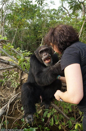 猩猩实验后遭丢弃