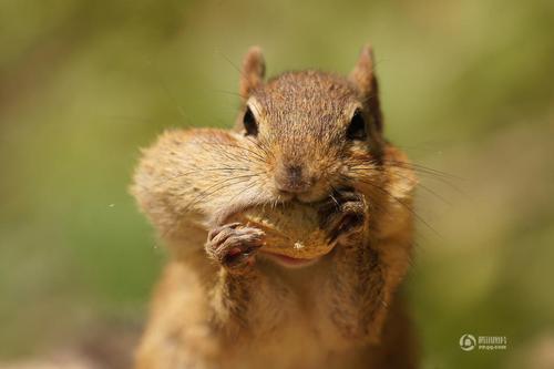 花生将这只花栗鼠的腮帮子撑得鼓鼓的。