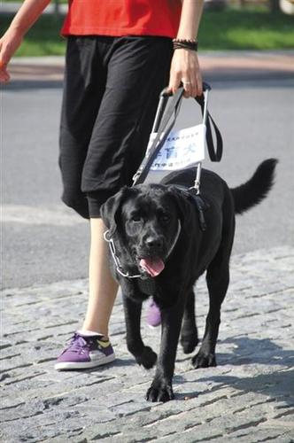 “它是我的家人，像孩子一样，也是我的眼睛，领着我去很多地方，陪我散步。不管花多少钱，只要乔乔能回来就行?！碧锵壬?。图为导盲犬乔乔接受训练时的场景。