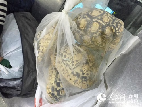 旅客背80只活体陆龟闯深圳海关被查