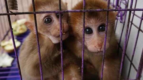 卖野生动物被诉 17名农家乐及会所负责人被追究刑责