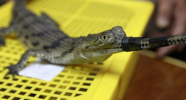 盘点各国残忍动物交易